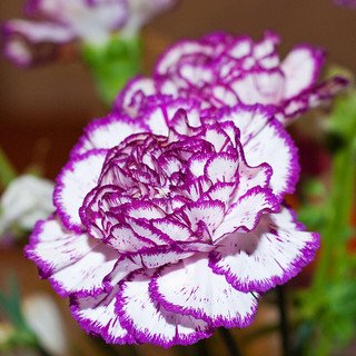 Purple and White Carnations